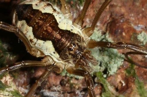 Réf. 187 313 : Mitopus morio
